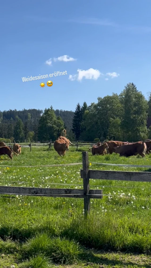 Die Weidesaison ist hiermit eröffnet 💚
#riesenfreude #limousin #farmerslife #landwirtschaft #agrarkommunikation #freudensprung #weide